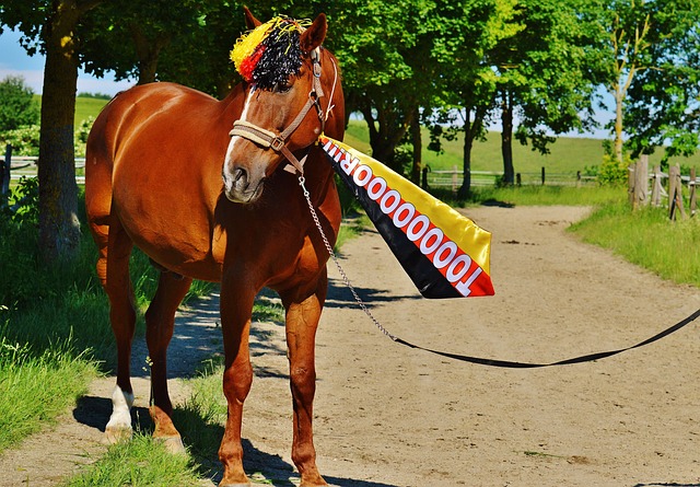 伞这一运动 伞这一运动